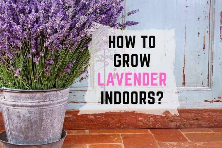 Growing Lavender Indoors A Comprehensive Guide