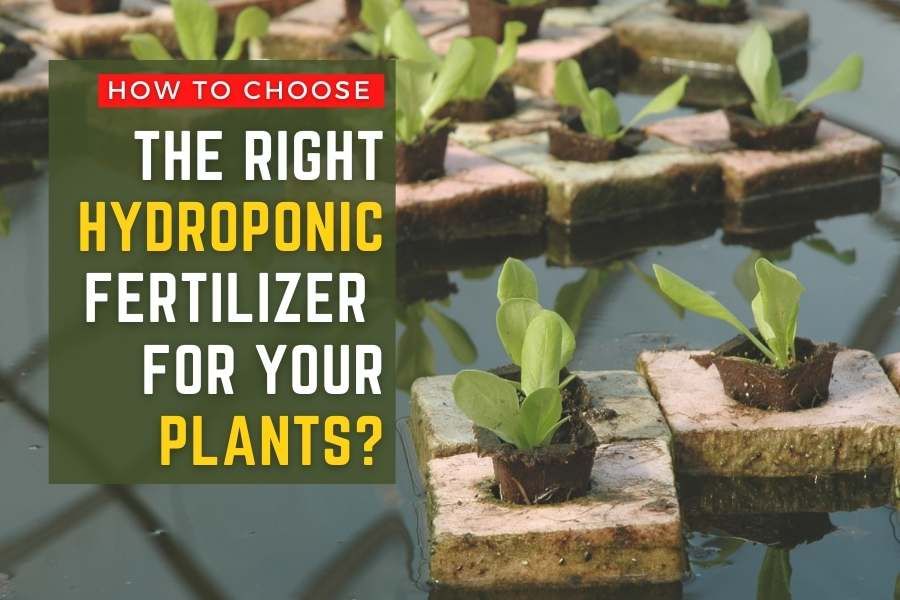 Choosing the Right Hydroponic Fertilizer Essential Guide
