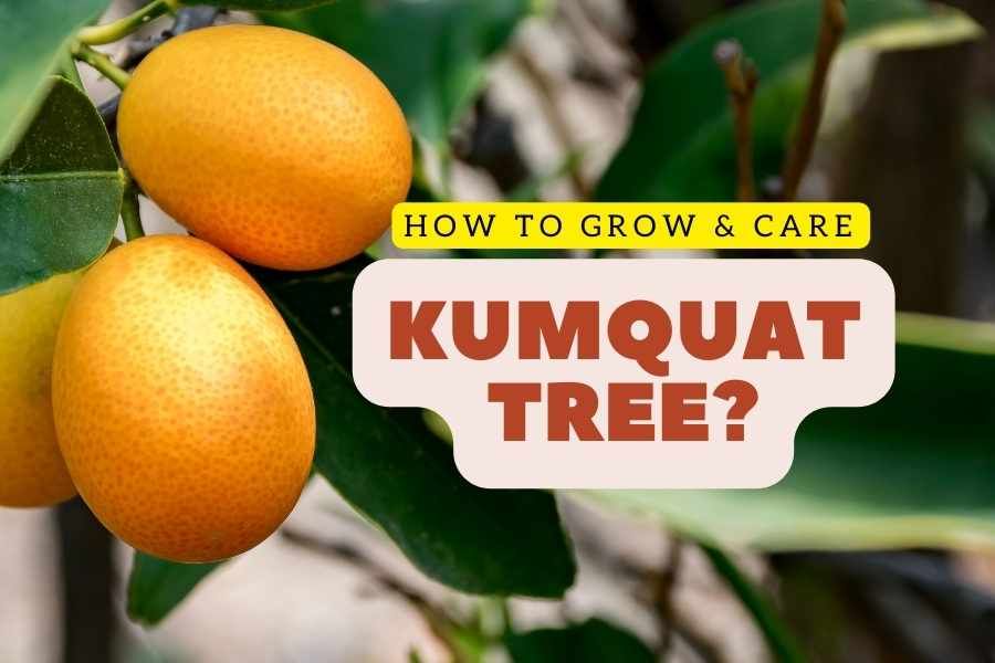 Growing and Caring for Kumquat Trees Expert Advice