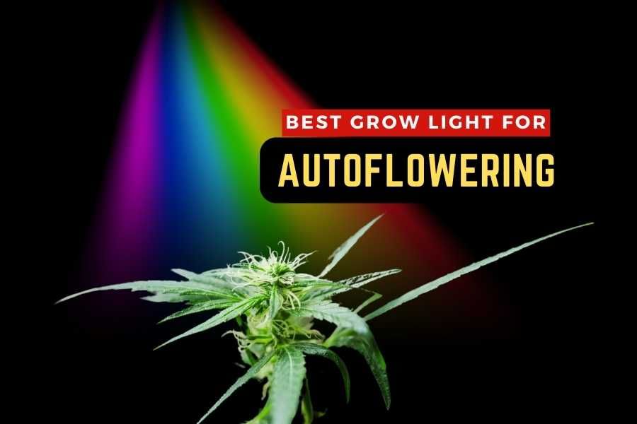 Best Grow Lights for Autoflowering Optimize Your Growth